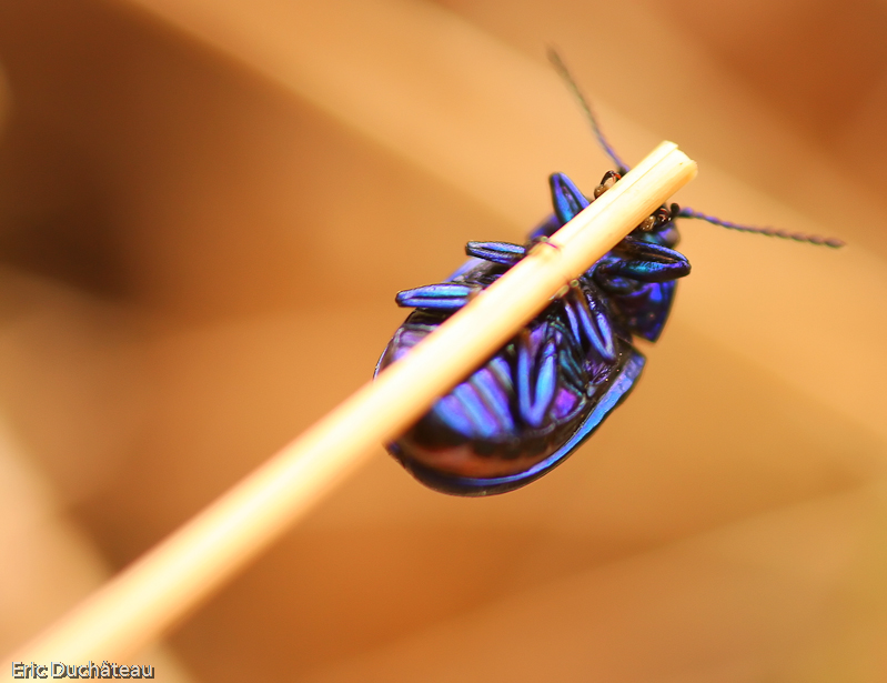 Chrysomela oreina menthastris