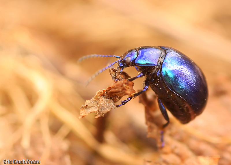 Chrysomela oreina menthastris