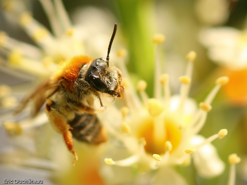 Apis mellifera