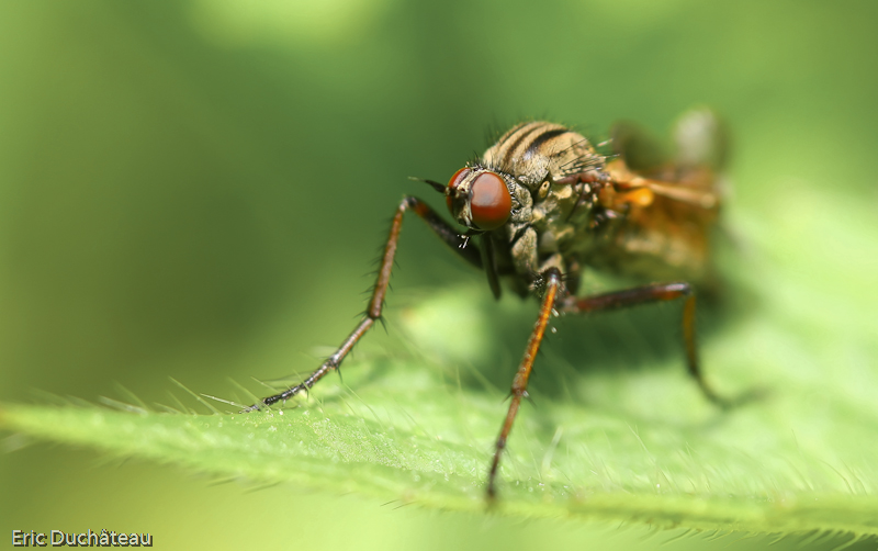 Empis tesselata