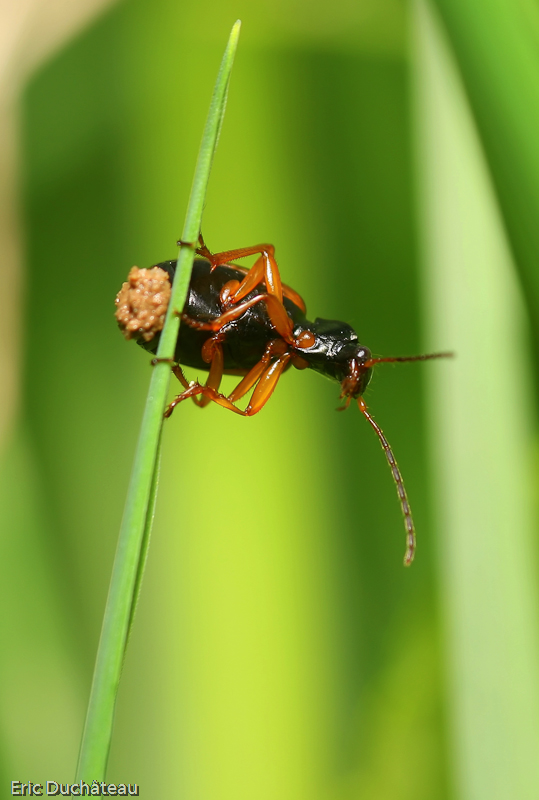 Platynus dorsalis