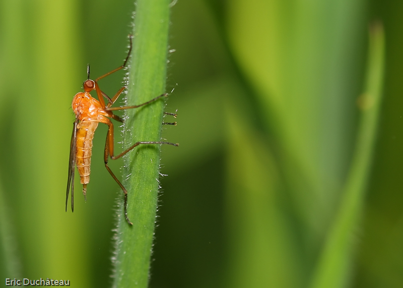 Asilidae
