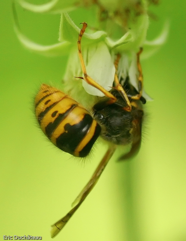 Vespula vulgaris