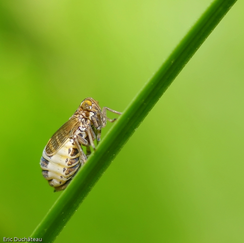 Cicadella