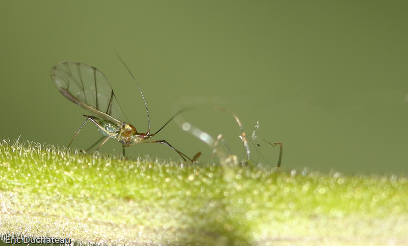 Macrosiphum rosae