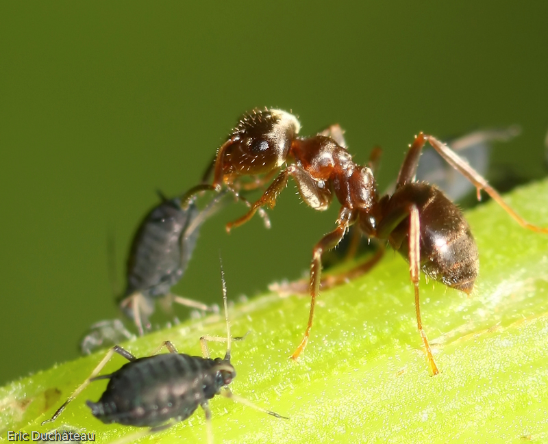 Lasius niger et Aphis sambuci