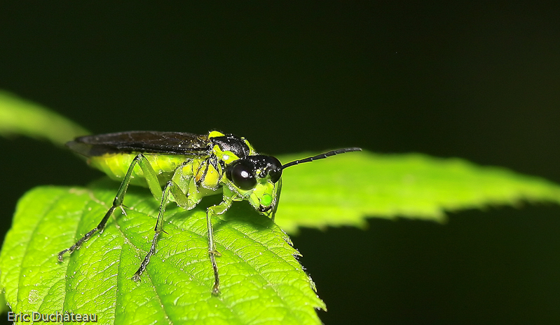 Rhogogaster viridis