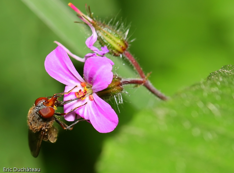 Rhingia campestris