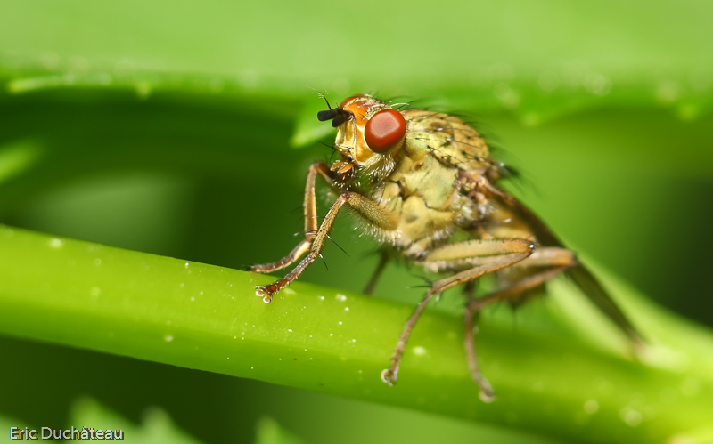 Scatophaga stercoraria