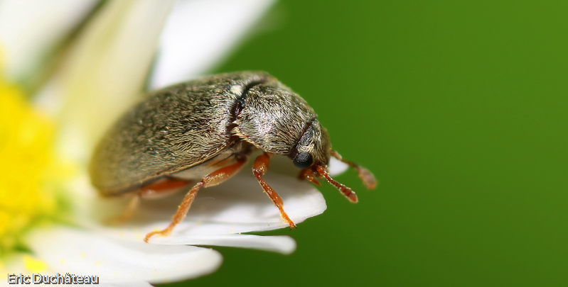 Bruchidae