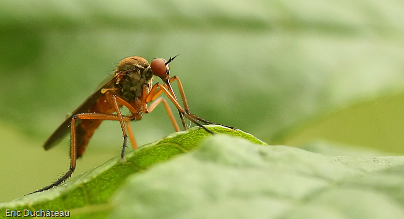Empis  tesselata