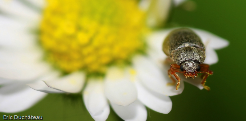 Bruchidae