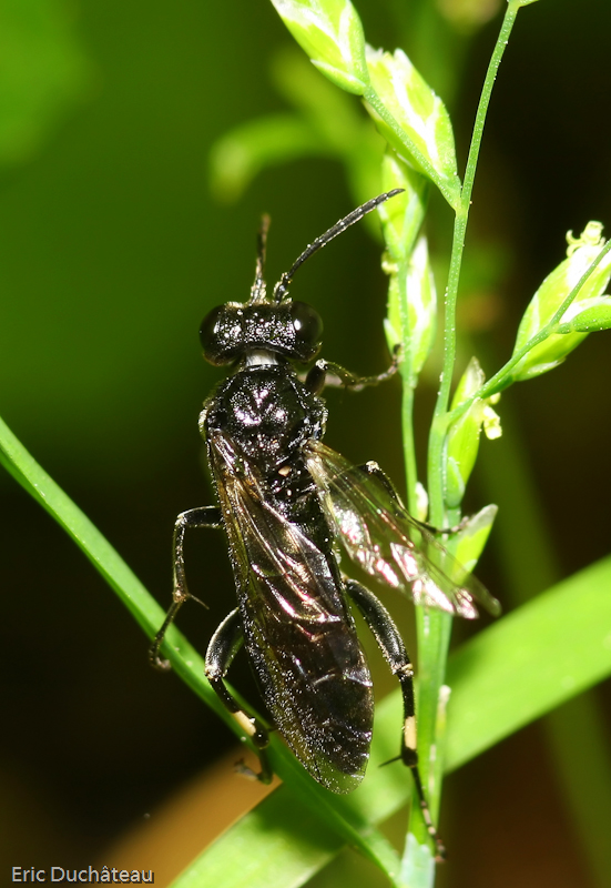 Sapygina decemguttata