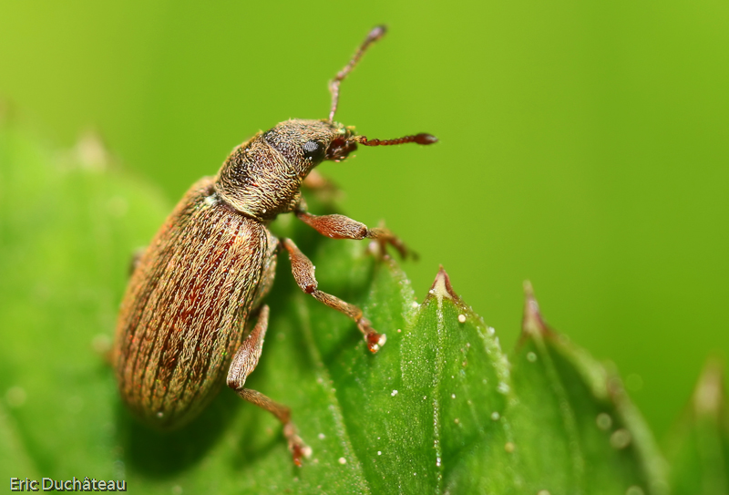 Polydrosus formosus
