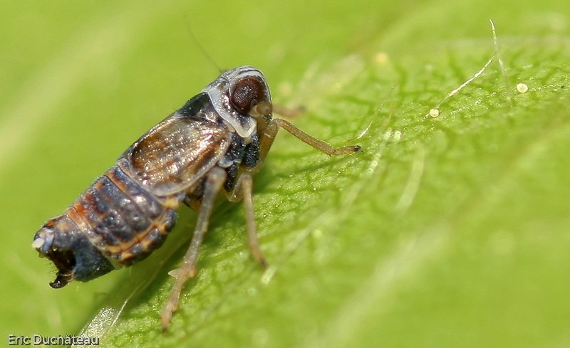 Cicadella