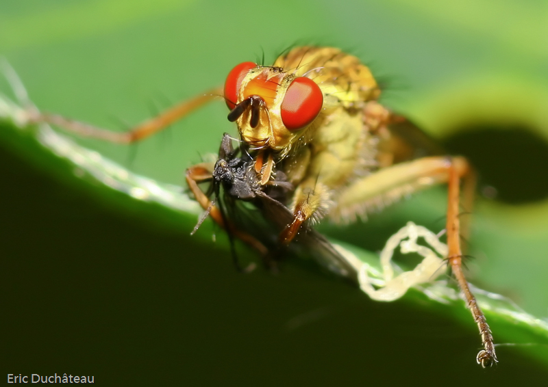 Scatophaga stercoraria