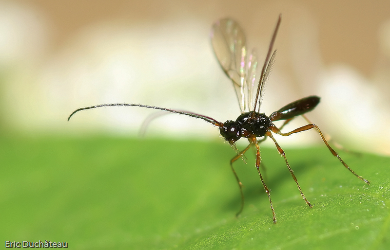 Pompilidae