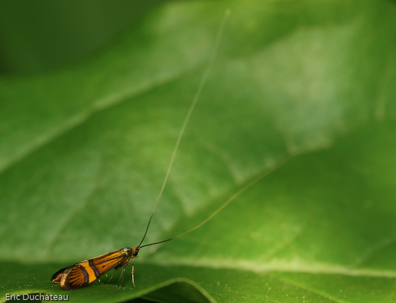 Cerambycidae
