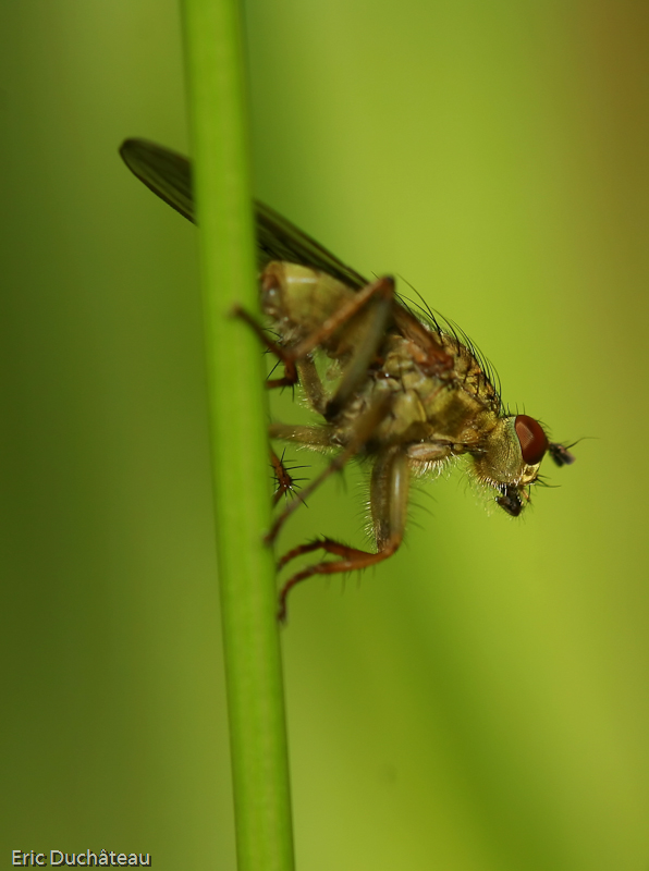 Scatophaga stercoraria