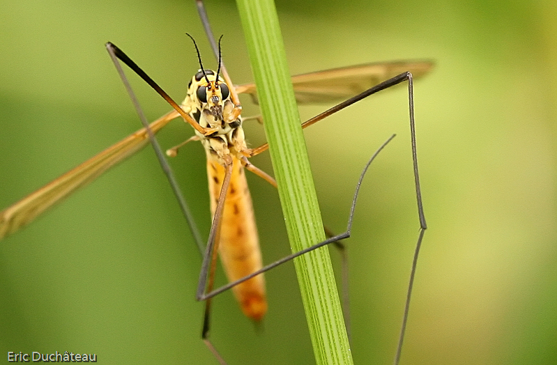 Tipula sp.