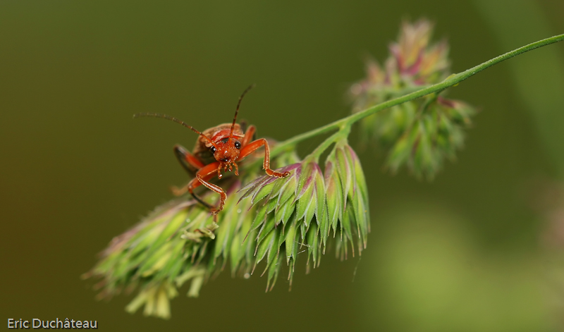 Pyrochroa serraticornis