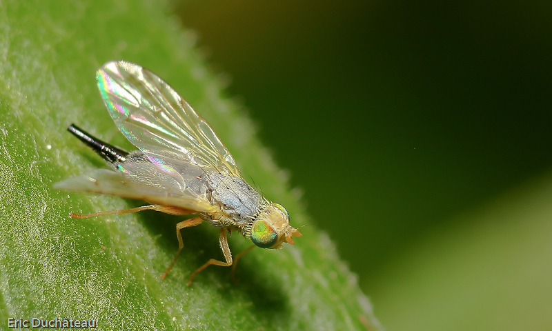Terellia serratulae