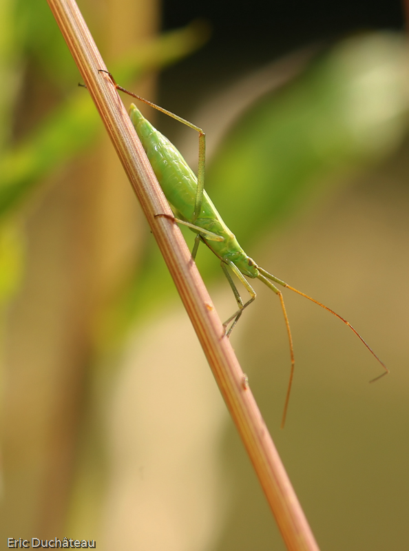 Stenodema laevigatum