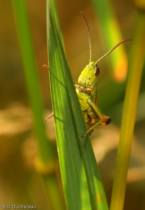 Chrysocraon dispar ??
