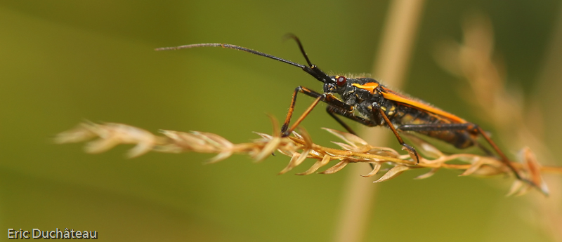 Cerambycidae