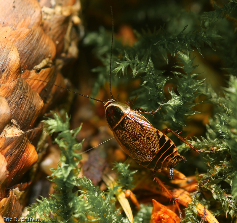 Ectobius sylvestris