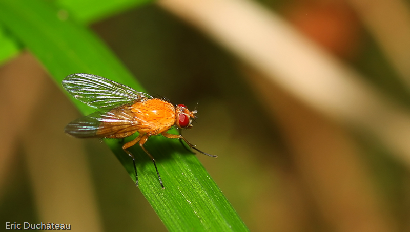 Drosophila funebris