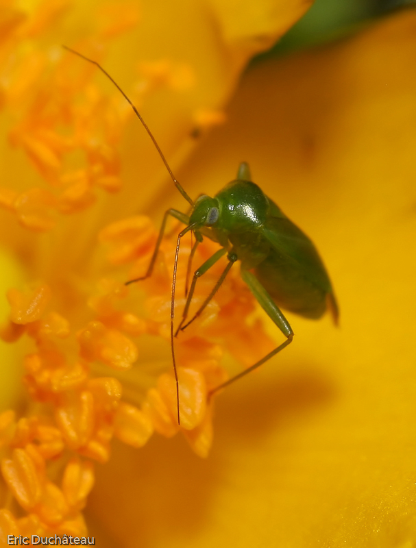 Calocoris norvegicus