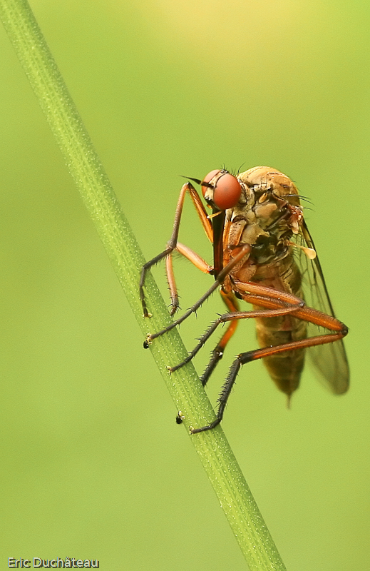 Empis tesselata