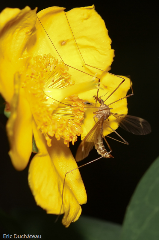 Tipula sp.