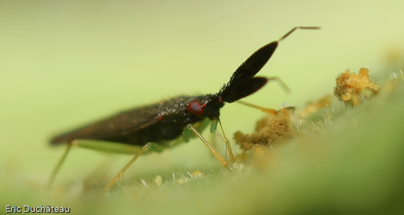 Copium teucrii