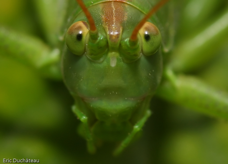 Chrysocraon brachyptera