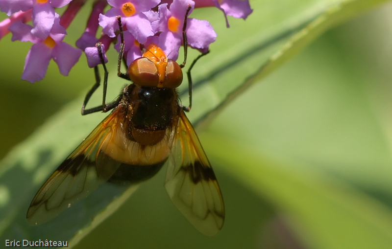 Ischyrosyrphus glaucius