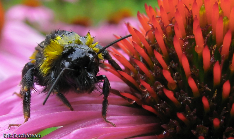 Bombus terrestris