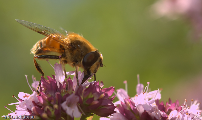 Volucella bombylans