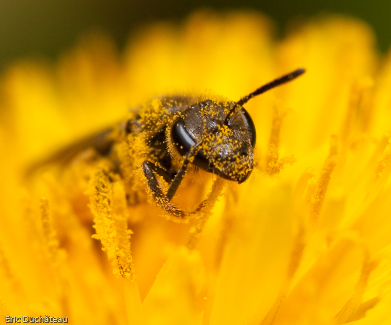 Apis mellifera