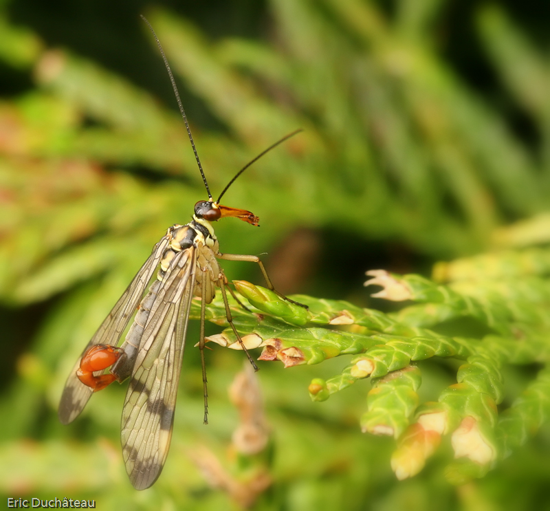 Panorpa communis