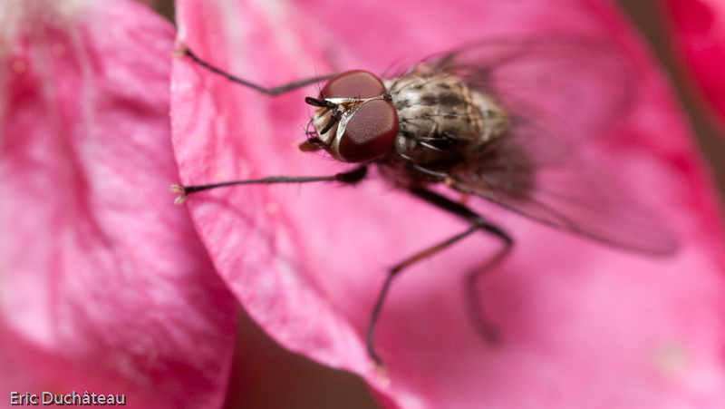 Musca domestica
