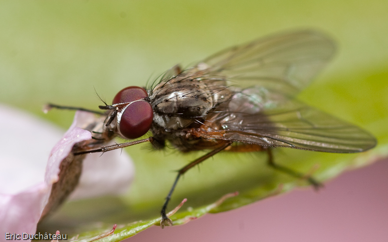 Musca domestica