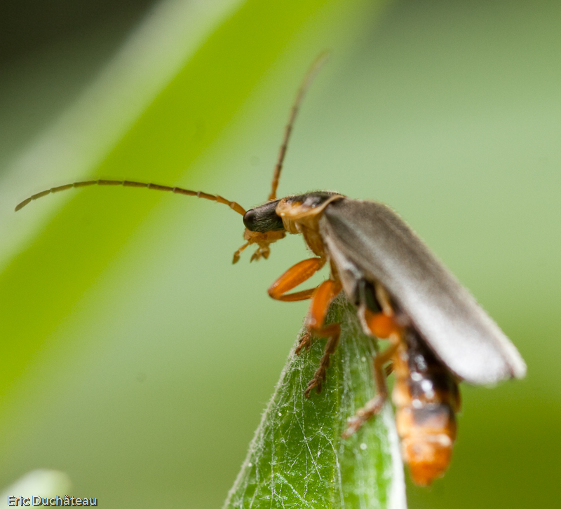 Cantharis fusca