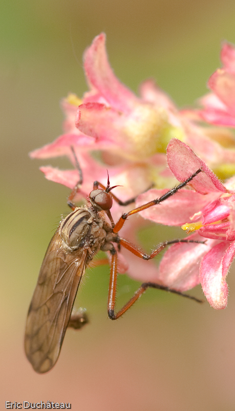 Asilidae