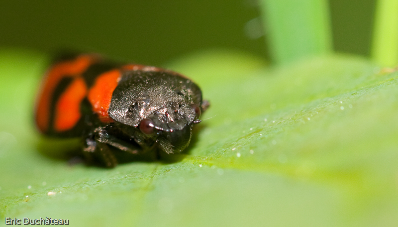 Cercopis vulnerata