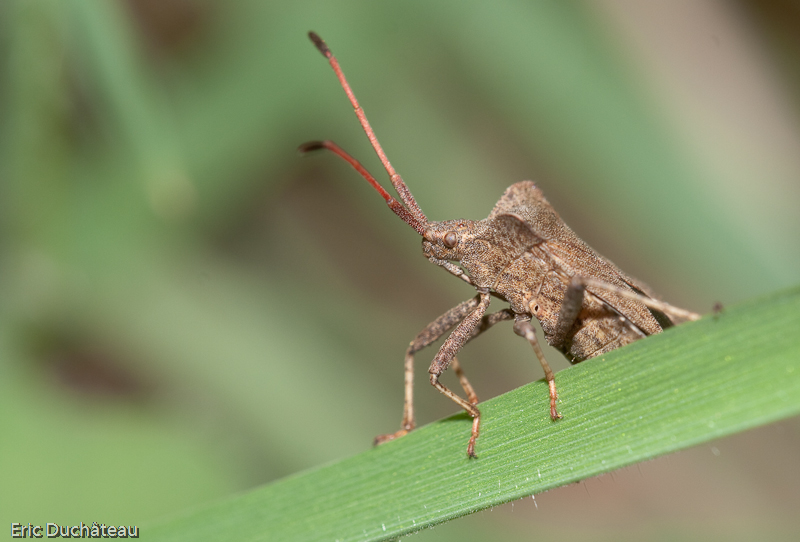 Coreus marginatus