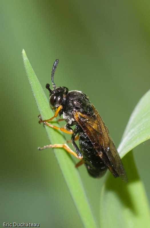 Arge ustulata