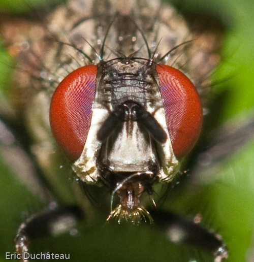 Musca domestica