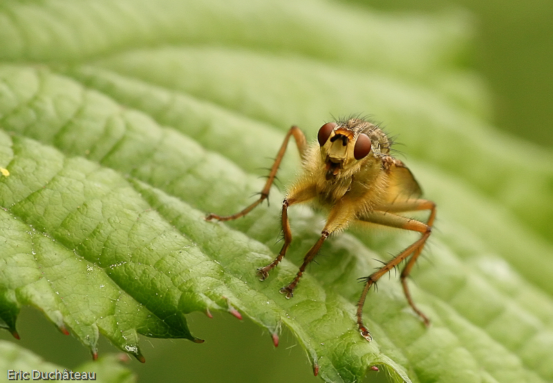 Scatophaga stercoraria